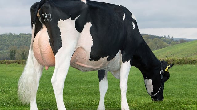 Cloonboygher youngstock sale achieves top price of 2,800gns