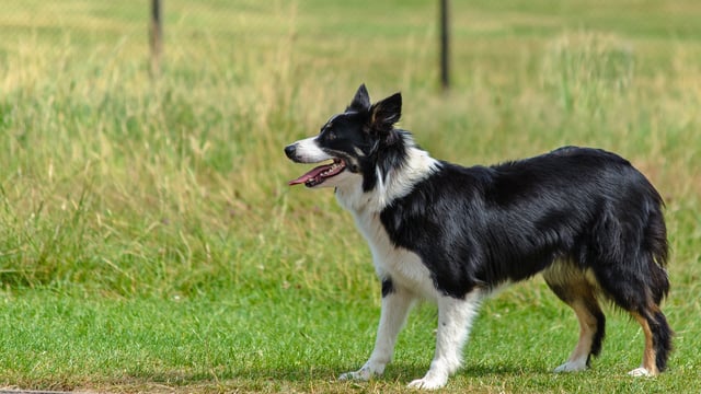 Guidance for animal owners when dealing with vets