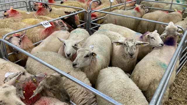 Lamb prices of €6.50/kg 'a lot easier to negotiate' - IFA