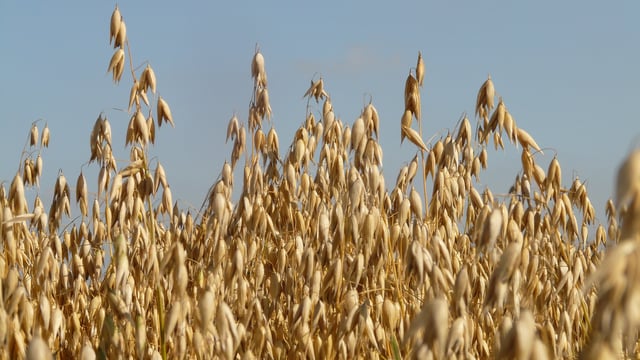 AHDB: Rise in UK’s oat planted area as animal feed demand grows