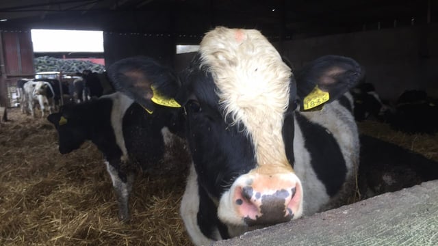 2,000 lighter-type bulls of all breeds sought for export
