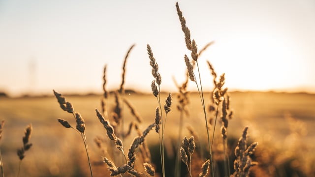 Wheat: Latest variety-based trial results from AHDB