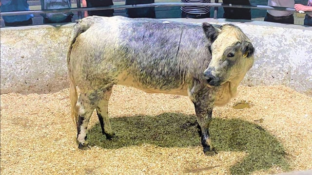 Mart report: Top trade at Ballyjamesduff suckler-bred heifer sale