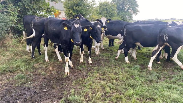 Gardaí investigate theft of 7 in-calf dairy heifers in Roscommon