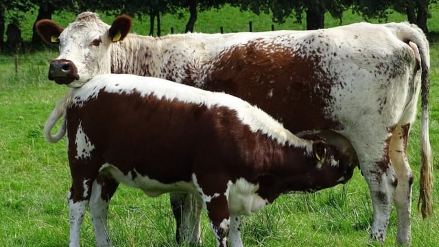Irish Moiled Cattle Society to host open day on midlands farm