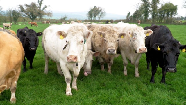 Caution urged as high levels of summer mastitis reported