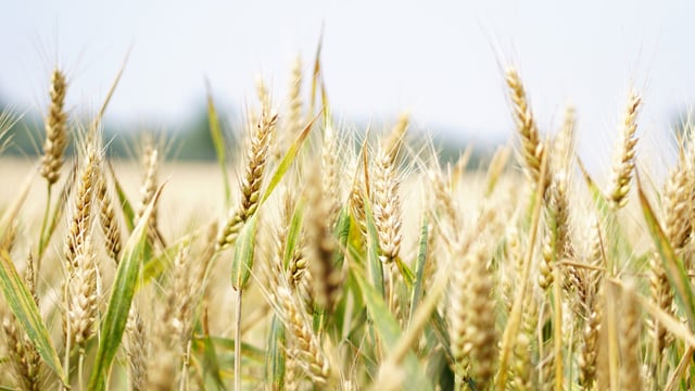 Grasslands and croplands provided 36m tonnes of crops in 2022