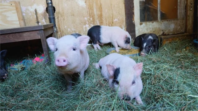 Thousands of people being 'catfished' by 'teacup' pigs