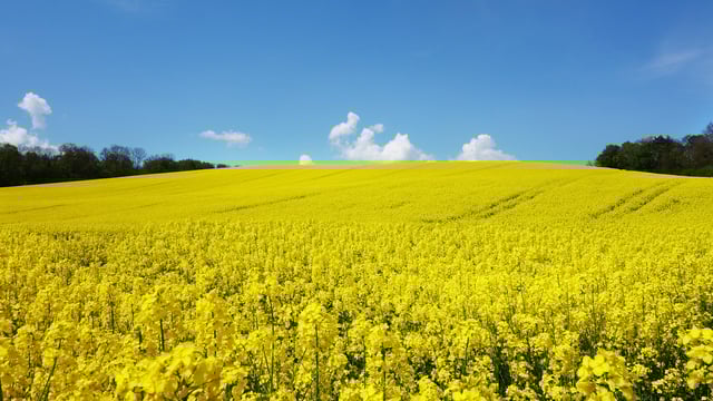 Oilseed rape not a solution to soil compaction problems