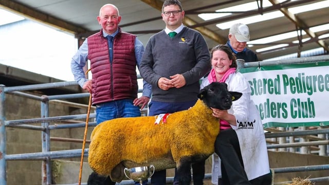 Prices top €2,500 at pedigree Suffolk show and sale