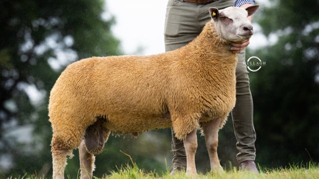 Irish Charollais Sheep Society's premier sale hits €8,000