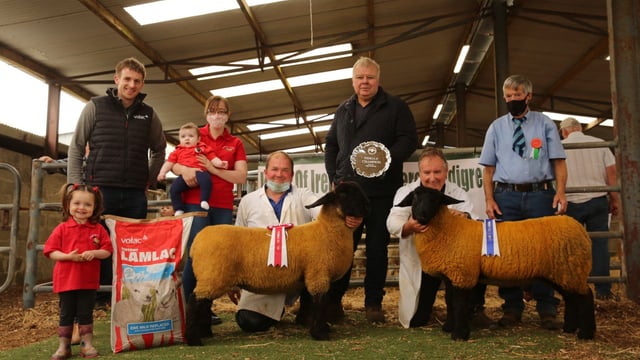 Club's 51st pedigree Suffolk show and sale this weekend