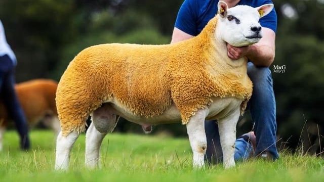 Irish Texel Society's premier show and sale this weekend