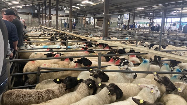 Pics and prices: Store lambs dominate the trade in Tuam