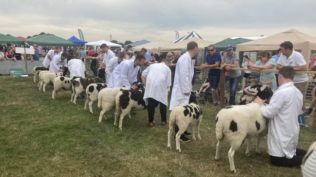 Tullamore Show: The big winners in the sheep section