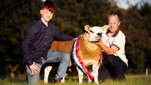 Video: €13,000 tops the Texel premier sale at Blessington
