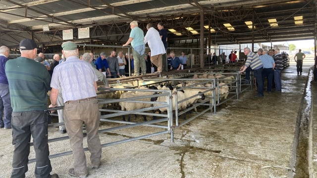 Pics and prices: Ewe lambs top trade at Roscommon Mart
