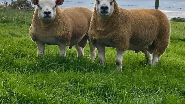 50 rams set for Texel sale in Roscommon this Friday