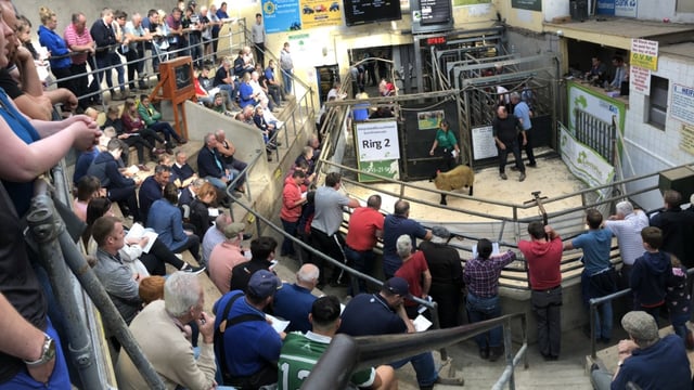 Sheep Ireland ram sale sees average price of €664