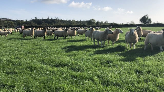 Tackling lameness issues ahead of breeding