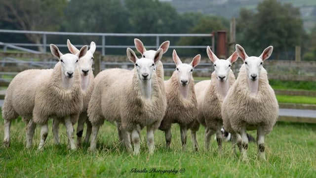 Donegal cheviot group gears up for annual sale this Friday