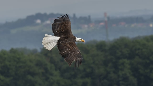 NPWS appeals for information after shooting of white-tailed eagle