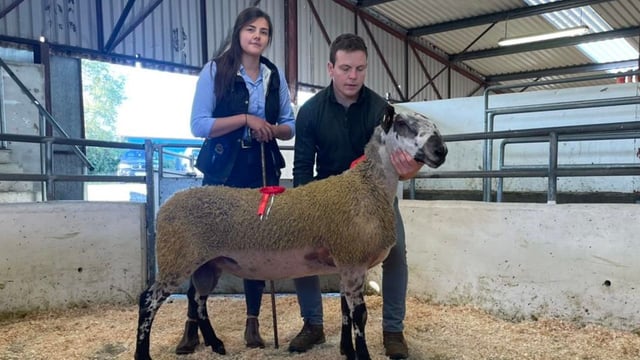 Prices break €2,000 at Bluefaced Leicester sale