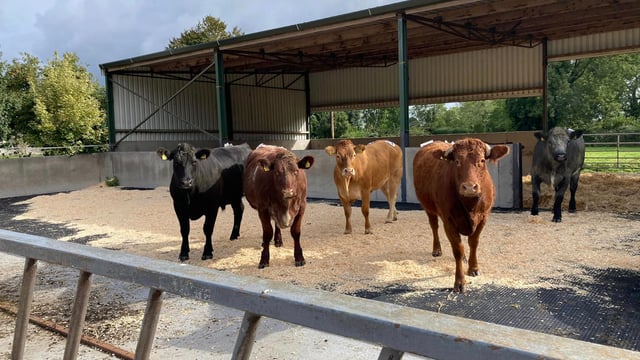 €320/head profit from organic beef finishing is achievable
