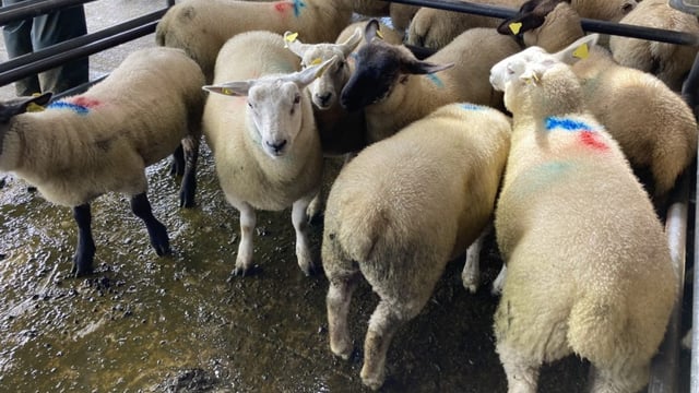 Lamb carcass weights back 1kg compared to last year