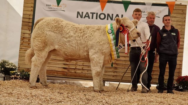 Pictures: Over 200 entries at National Charolais Calf Show