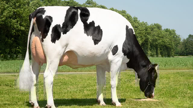 NI: Improved genetics key to tackling climate change