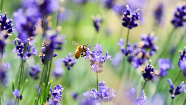 Planners sought to design over 100 NPWS Farm Plans