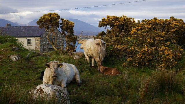 Bioeconomy project to boost development in rural Ireland