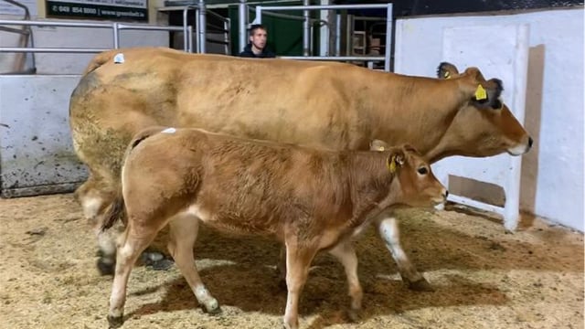 Irish Parthenaise society to host premier sale at Carnew Mart