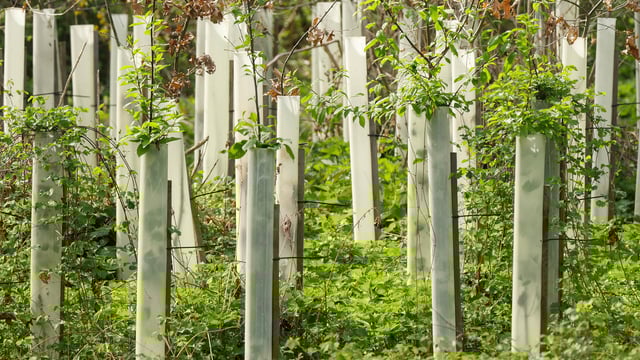 Coillte forestry deal to be discussed at Fianna Fáil meeting