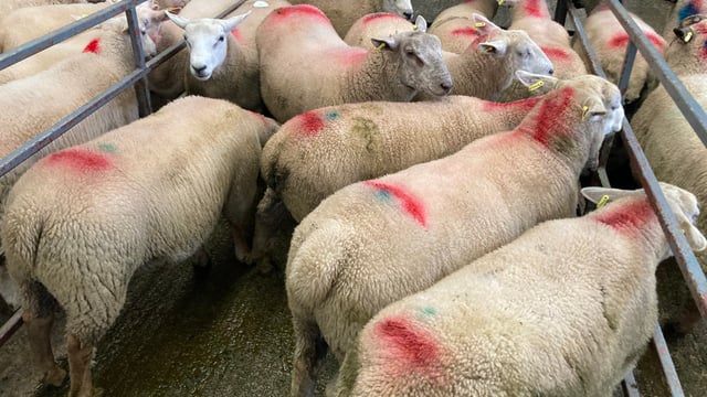 Sheep trade: Lamb prices on a par with 2021 levels