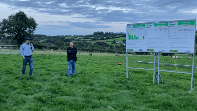 Take advantage of 'cheap' weight gain grass offers lighter lambs