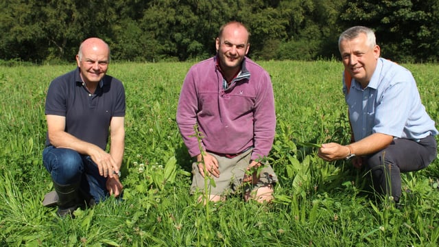 Multi-species sward integral part of grazing regime on NI dairy farm