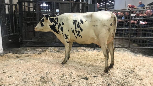 Milk in high demand at Carnaross dairy sale