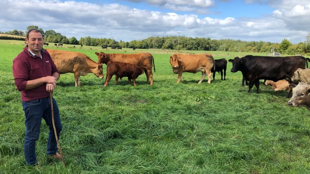 Beef Focus: Gurteen College's suckler and beef unit