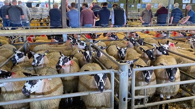 Mule Lanark sale sees prices reach a high of €264/head