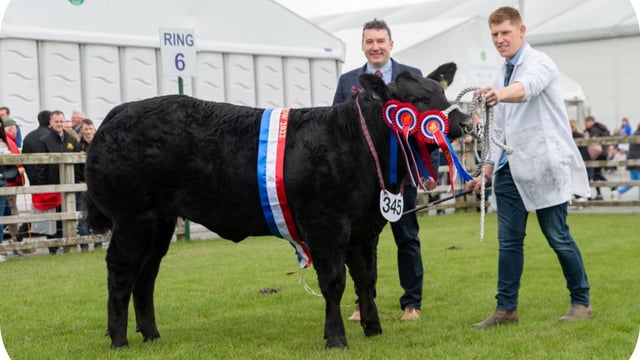€10,000 on offer for Limousin-sired commercial heifer