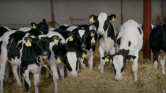 How to: Manage your weanlings at housing time