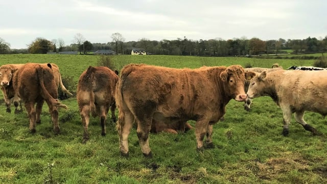 Reminder: Beef finishing event in Kilkenny this evening
