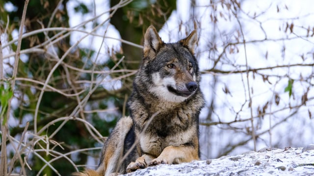 Report highlights return of EU wildlife over past 50 years