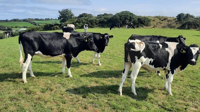 Bandon Mart dairy sale achieves top price of €1,680