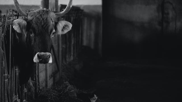 Swiss vote against ban on intensive livestock farming