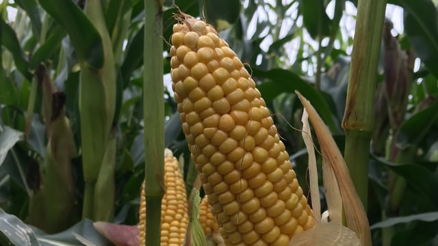 Maize prices now driving the global grain market