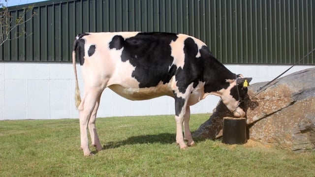 Top price of 8,700gns at Excellence of Eedy sale