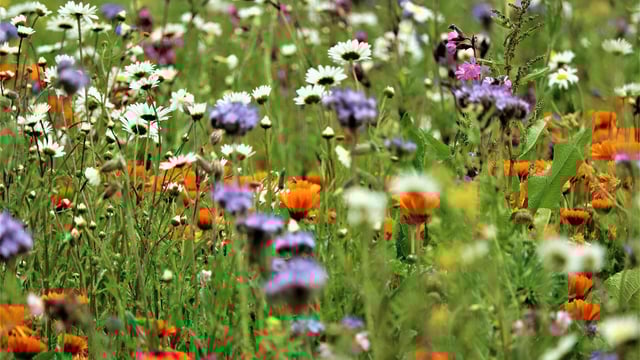 Public consultation on National Biodiversity Action Plan launched
